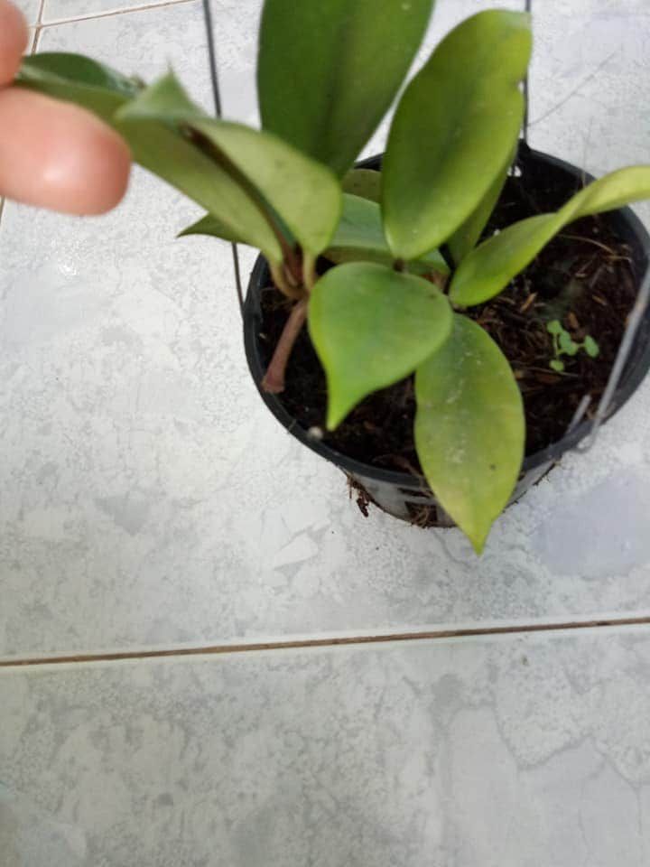 Cẩm cù ngọc trai đen cây nhỏ