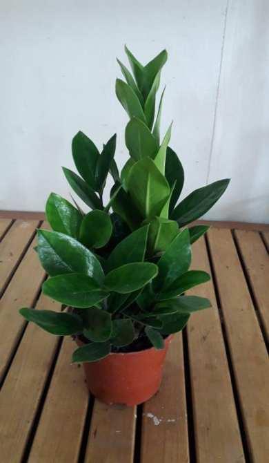 Cây Kim Tiền Để Bàn - Chậu Cây Cảnh