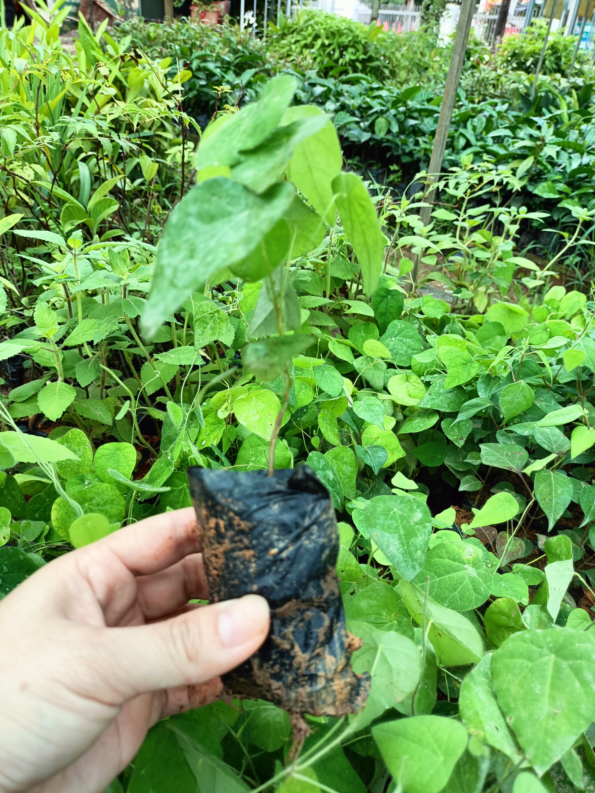 Cây giống sương sâm lông