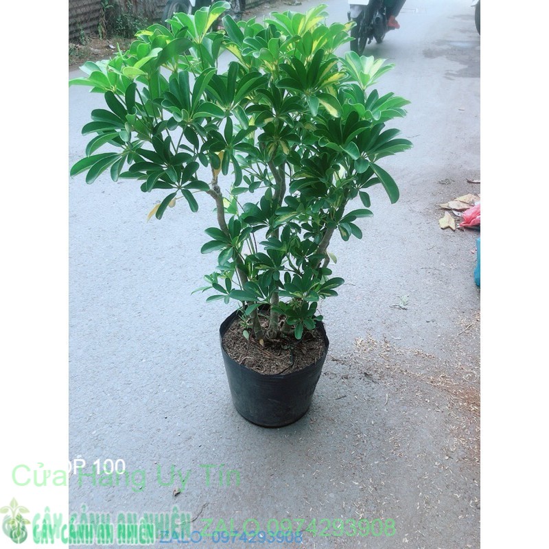 Cây ngũ gia bì cao 80-90cm