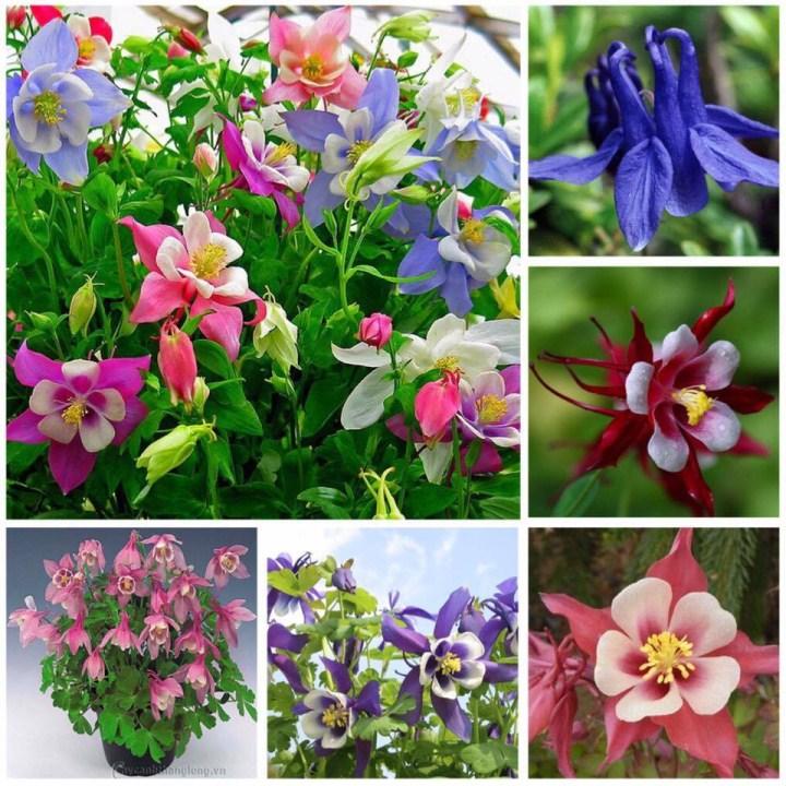 gói 100 hạt giống cỏ bồ câu (hoa lan chuông)