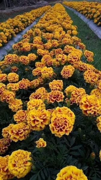 Hạt giống cúc vạn thọ ban mai( vạn thọ viền) gói 100 hạt