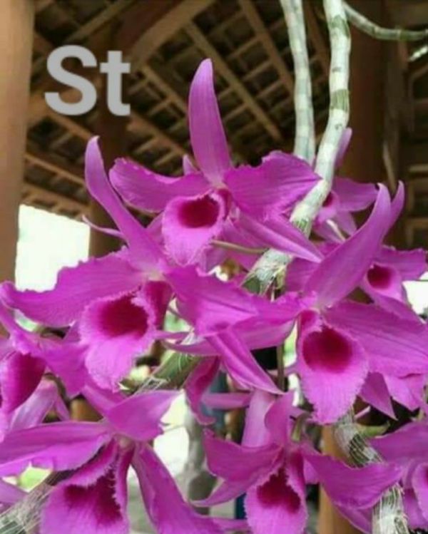 Lan phi điệp và trầm cây giống