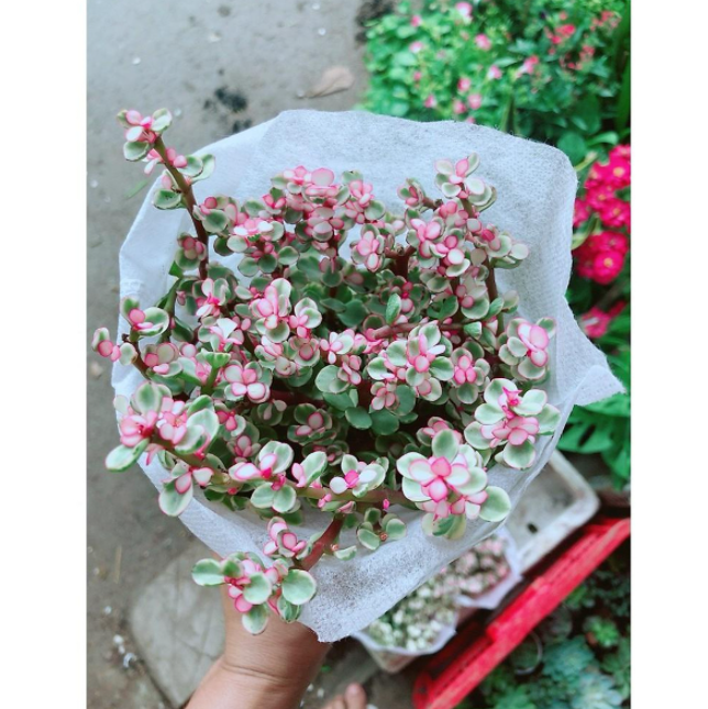 Cây Sen Đá Đô La Hồng