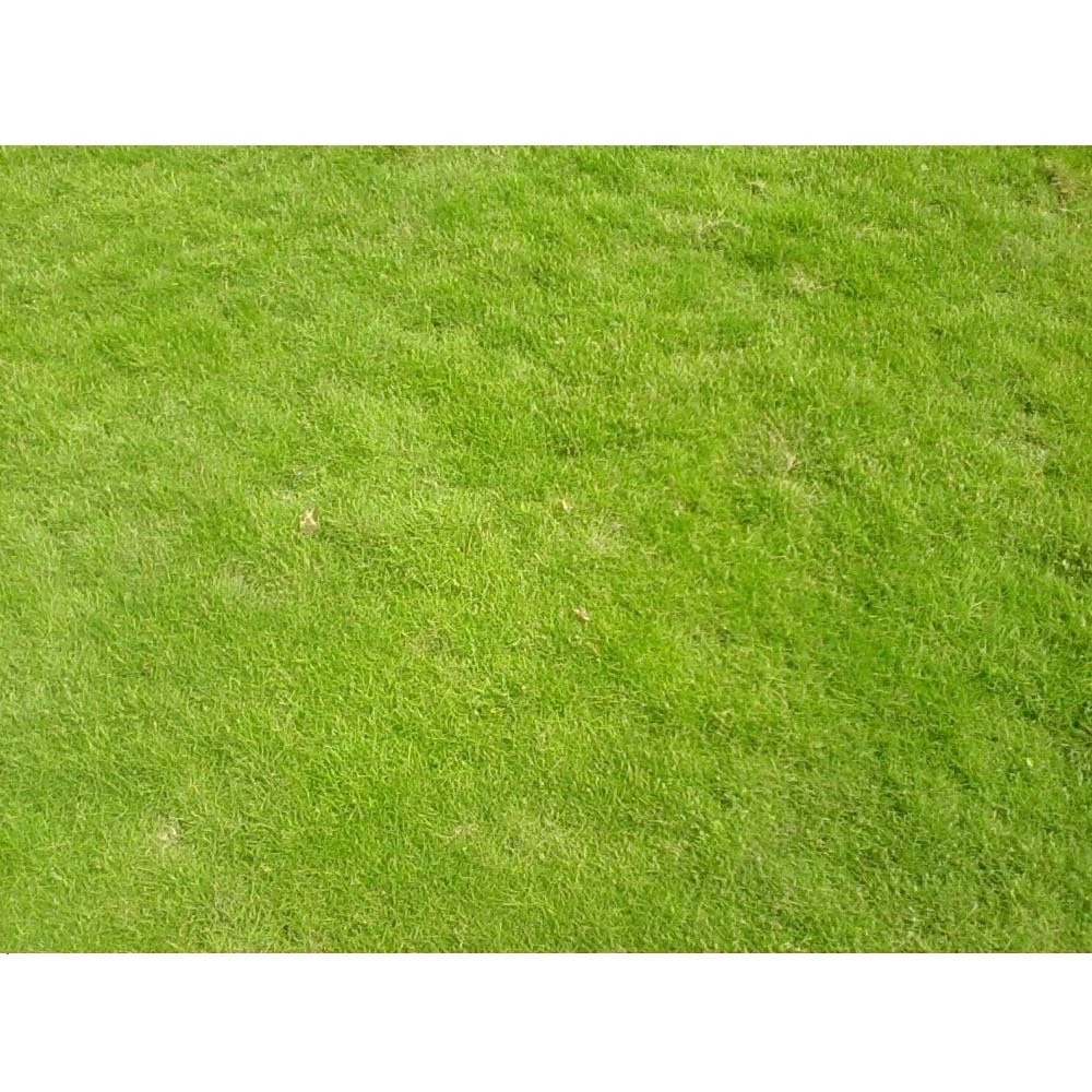 Hạt Giống Cỏ Bermuda Tự Nhiên Màu Xanh Mát - Gói 100gram Cho Sân Vườn 10m2