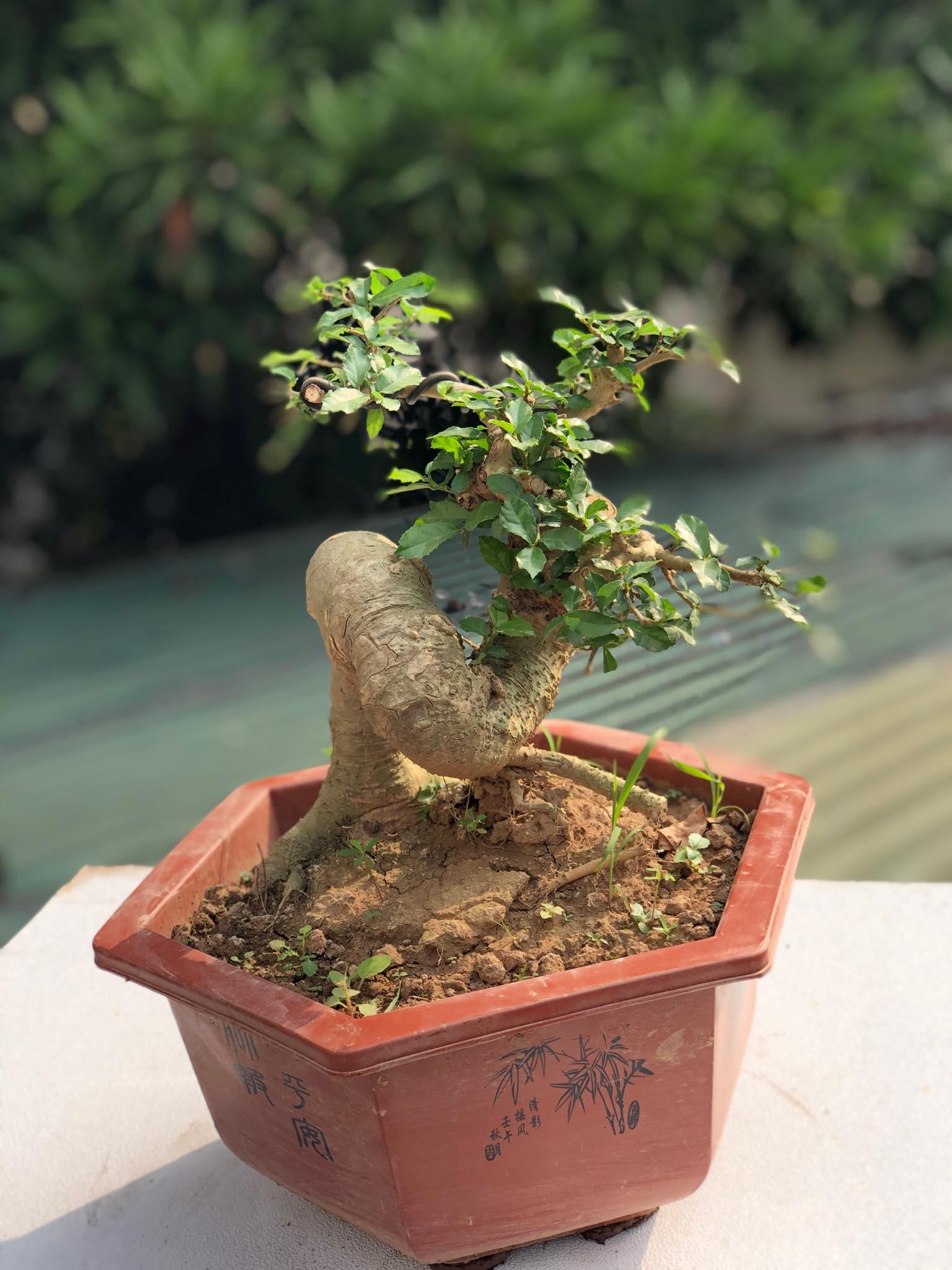 Cây duối bonsai 3
