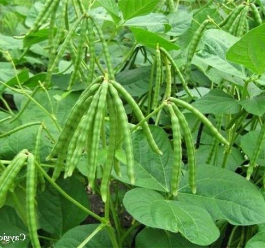Hạt giống đậu đen xanh lòng - Gói 100gr