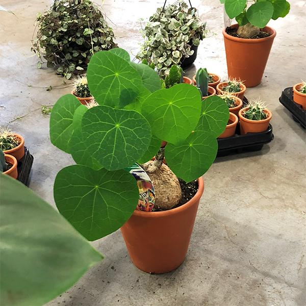 Củ Bình Vôi - Chậu Cây Cảnh