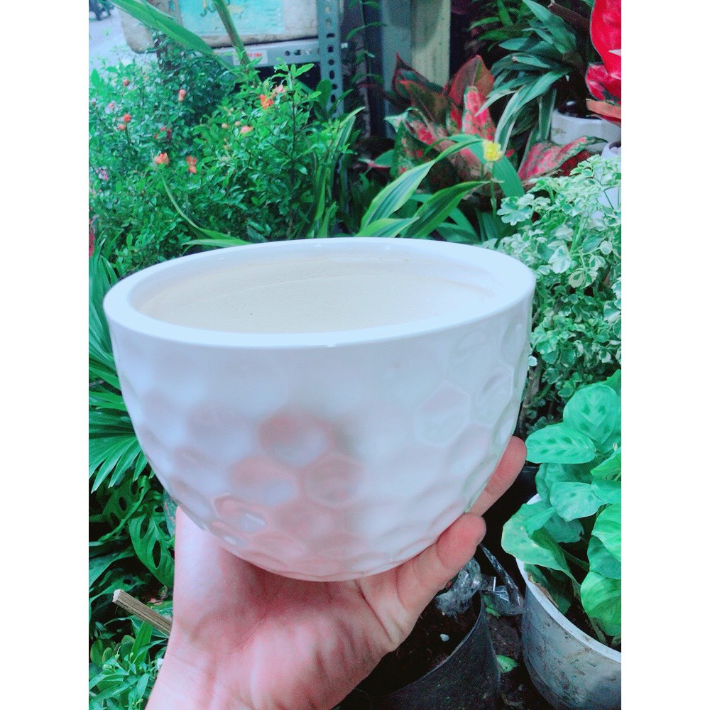 [HCM]Cây Hồng Môn Kèm Chậu Sứ