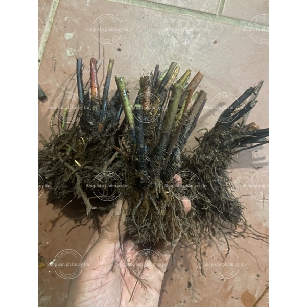 dương xỉ  thân gỗ (cây giống bao sống)