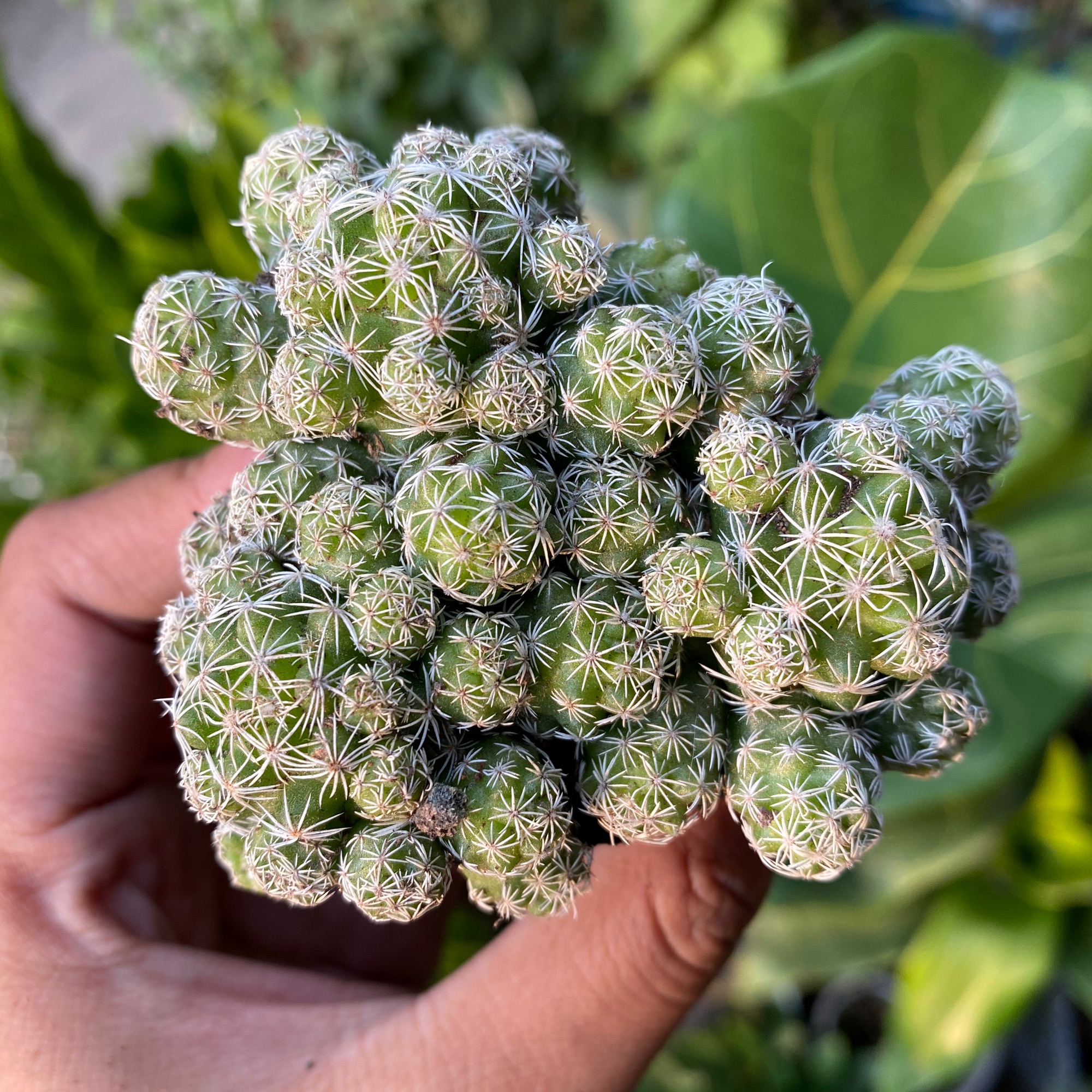 [HCM]XƯƠNG RỒNG TRỨNG CHIM - TẶNG CHẬU