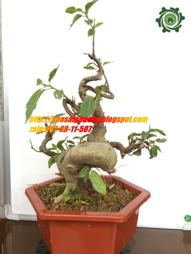 sung bonsai gốc LỚN