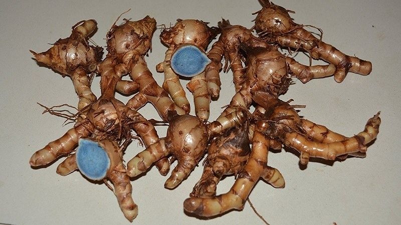 Tinh Bột Nghệ Đen  500 gam- Đông Y Quang Anh