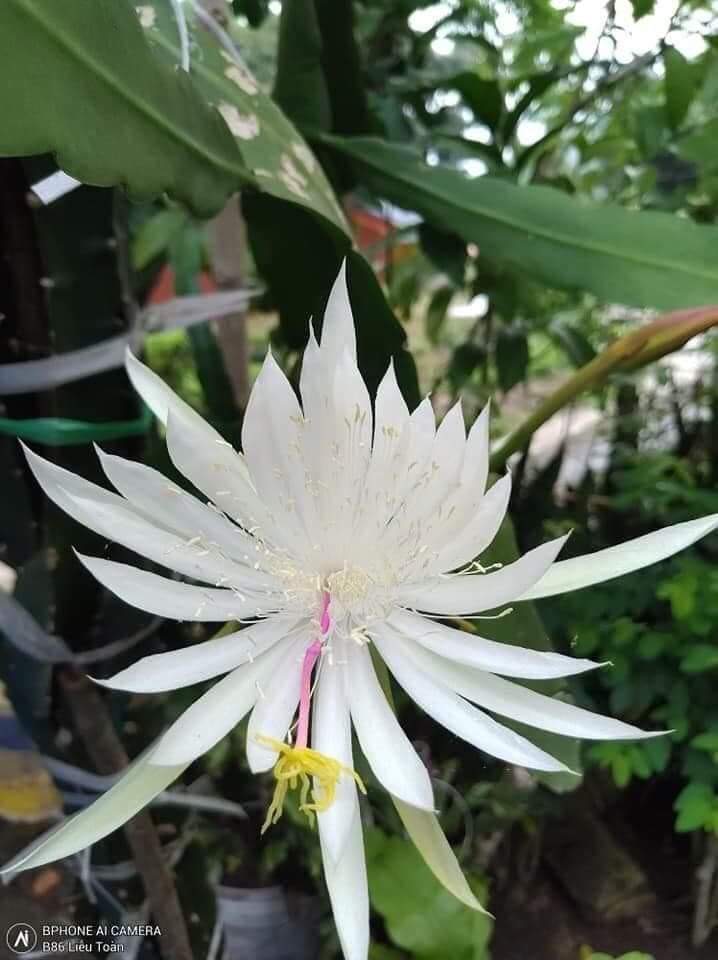 Cây giống NHẬT QUỲNH