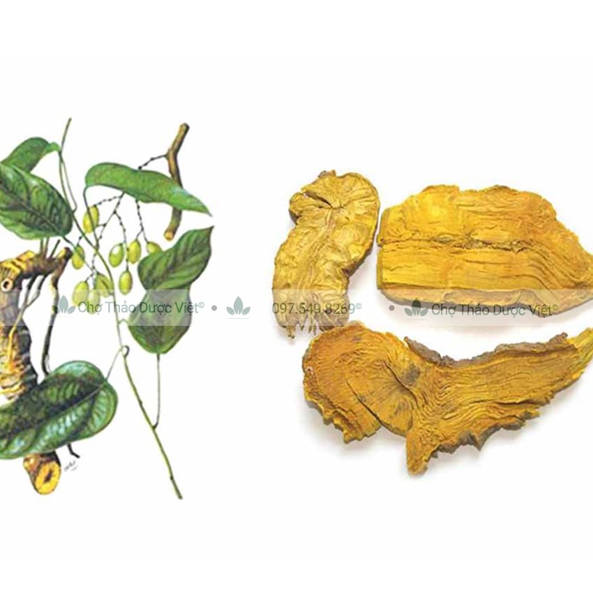 100g Hoàng Đằng (Khô,Vàng)