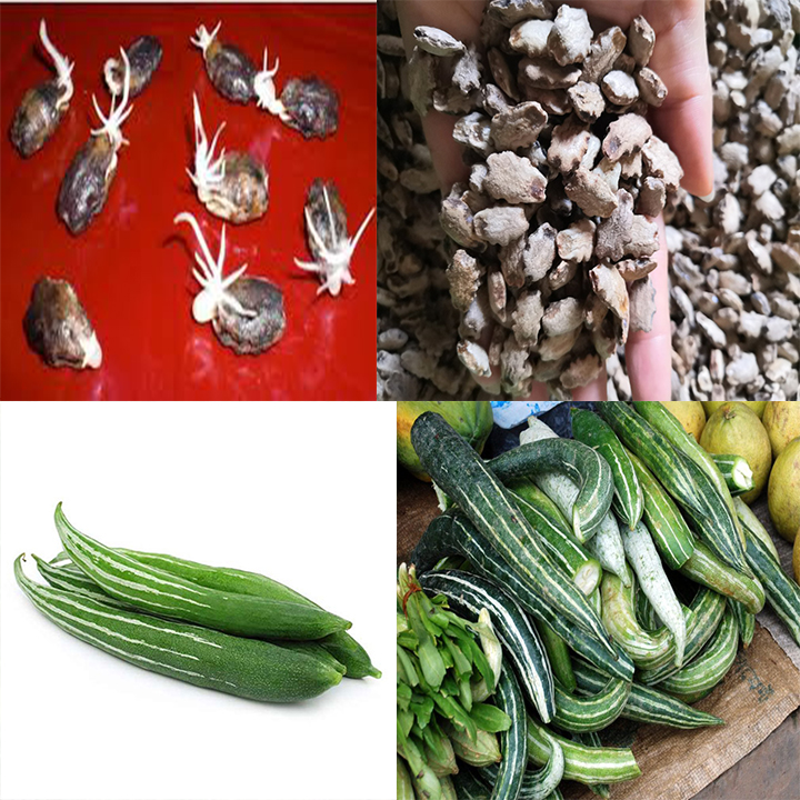 hạt giống quả lặc lè ( mướp mèo - quả lặc lè)