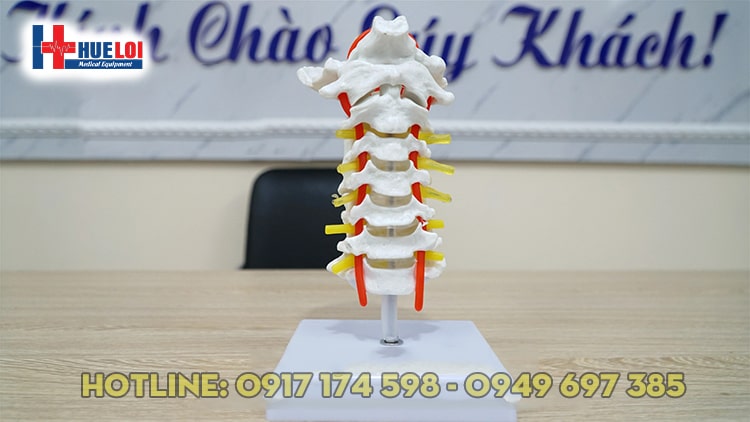 [HCM]MÔ HÌNH  THỰC HÀNH GIẢI PHẪU CỘT SỐNG CỔ