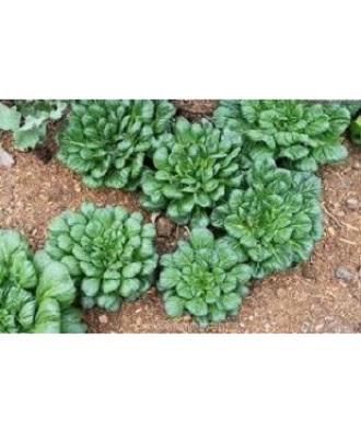 Hạt giống cải hoa hồng