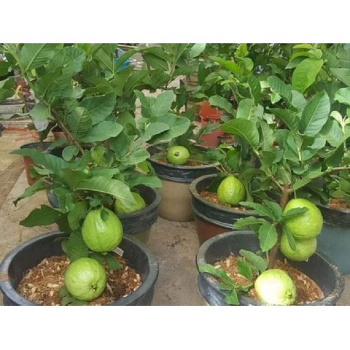 Cây giống ổi tứ quý siêu ngon siêu quả- cam kêt giống chuẩn f1