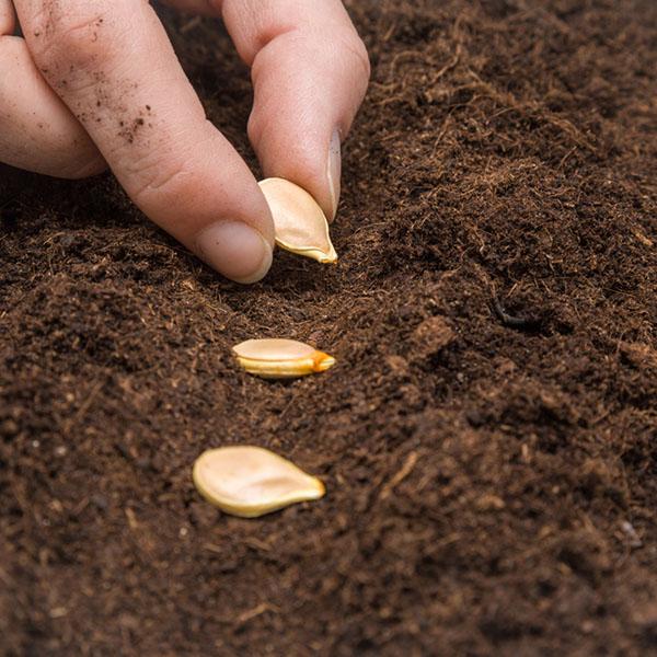 Giant pumpkin seeds - High Quality Seeds