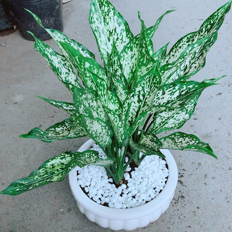 Chậu Ngọc Ngân