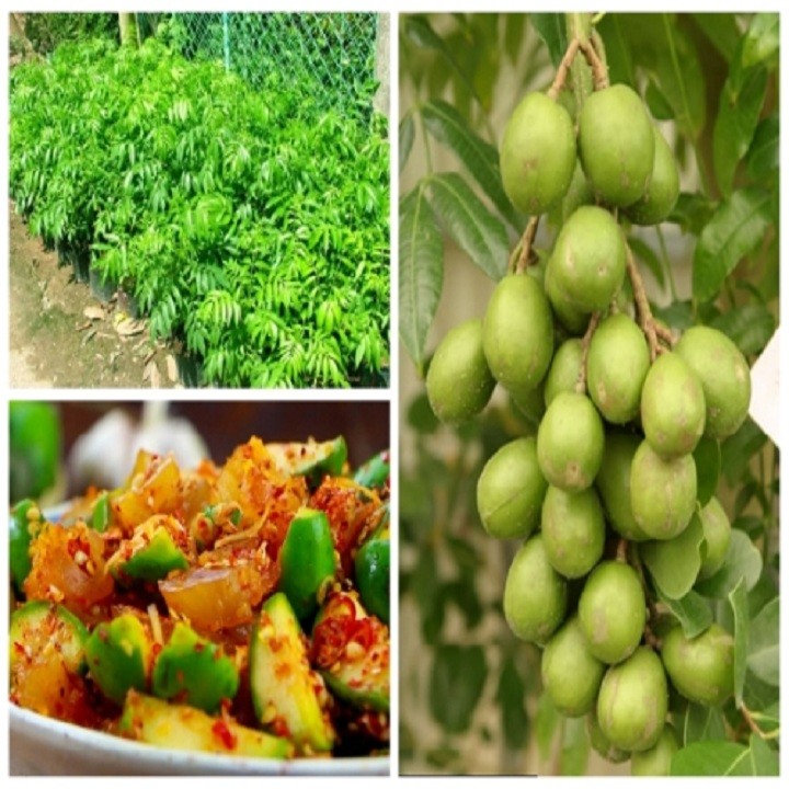Cây giống cóc  Thái siêu quả - C88