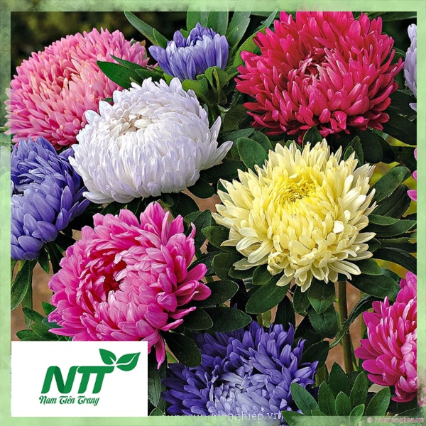 Hạt giống Cúc Đại Đóa nhiều màu TN
