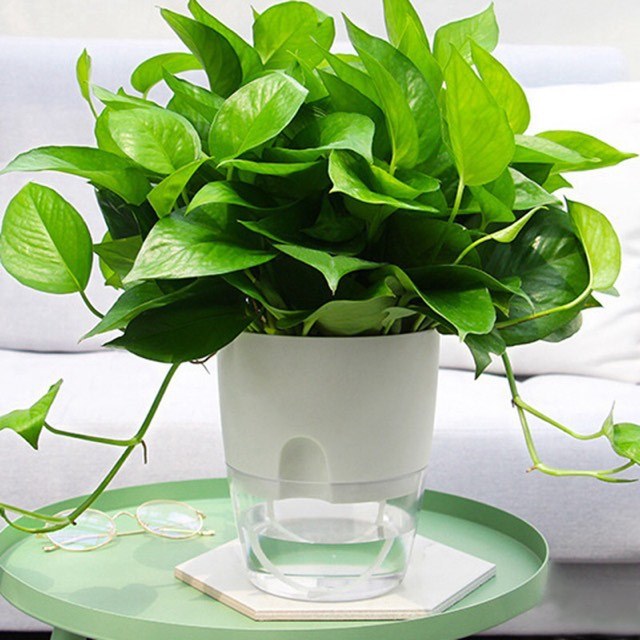 [HCM]Chậu trồng cây thông minh 2 tầng.