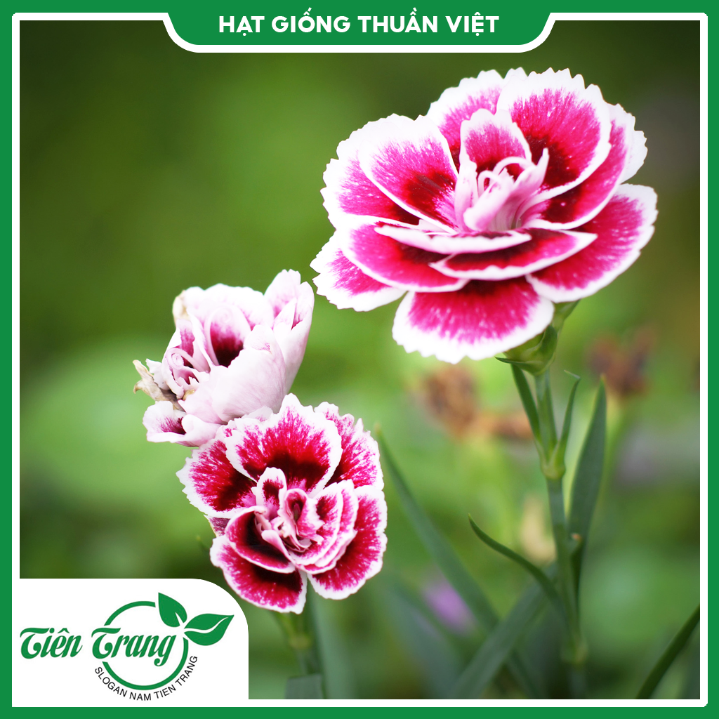 Hạt giống hoa Cẩm Nhung