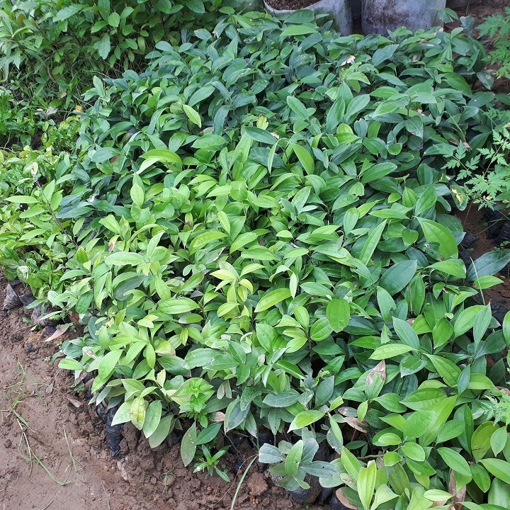 Combo 5 cây quế giống chuẩn khỏe đẹp - 4556