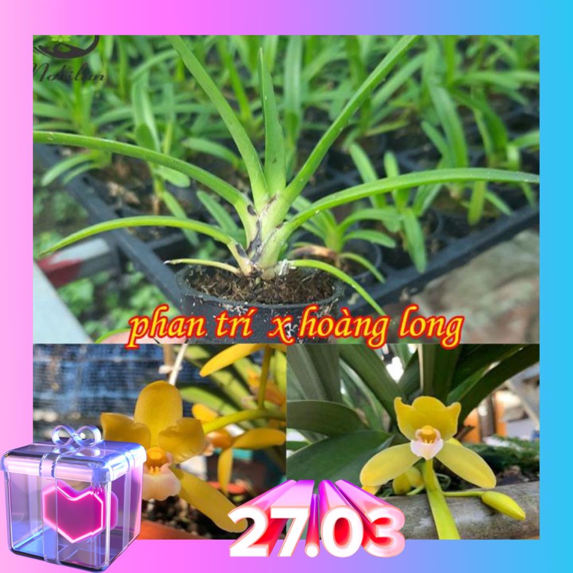 Lan kiếm HOÀNG LONG X PHAN TRÍ