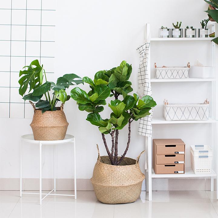 Giỏ cói trồng cây