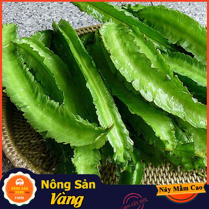 Hạt giống Đậu Khế (Đậu Rồng) Giá Trị Dinh Dưỡng Khá Cao, Chế Biến Thành Nhiều Món Ăn Ngon Bổ Dưỡng (Gói 10 Gram) - Nông Sản Vàng