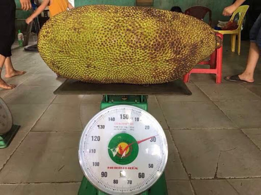CÂY GIỐNG Mít Trái Dài Malaysia nhập khẩu
