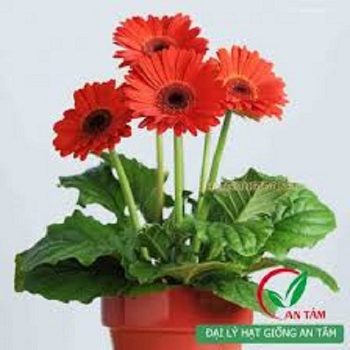 CHẬU HOA ĐỒNG TIỀN HÀ LAN CÁNH KÉP ĐỦ MÀU SIÊU ĐẸP