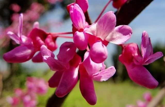 Giống cây hoa hạnh phúc