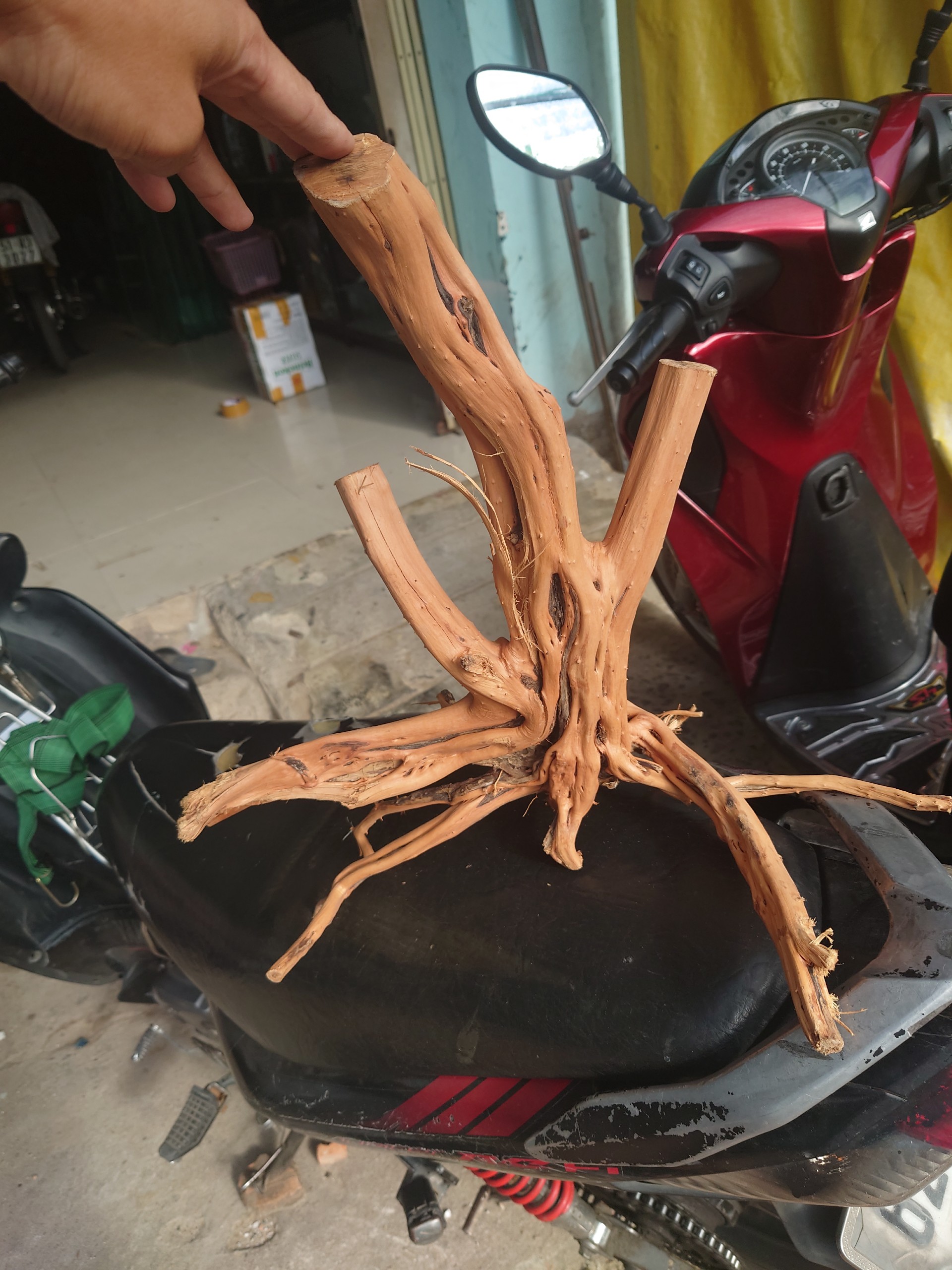 Gốc lũa linh sam setup hồ cá thuỷ sinh 500g