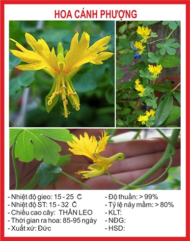 Hạt giống hoa Phượng Hoàng đỏ - gói 5 hạt