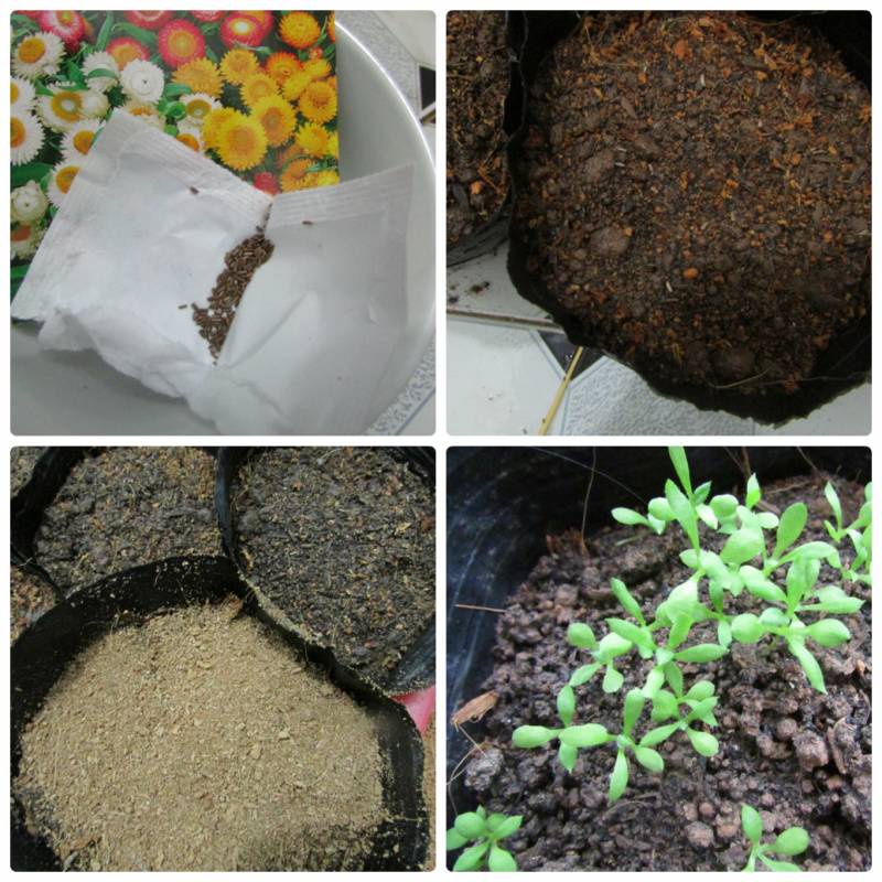 100 HẠT CÚC BẤT TỬ MIX MÀU