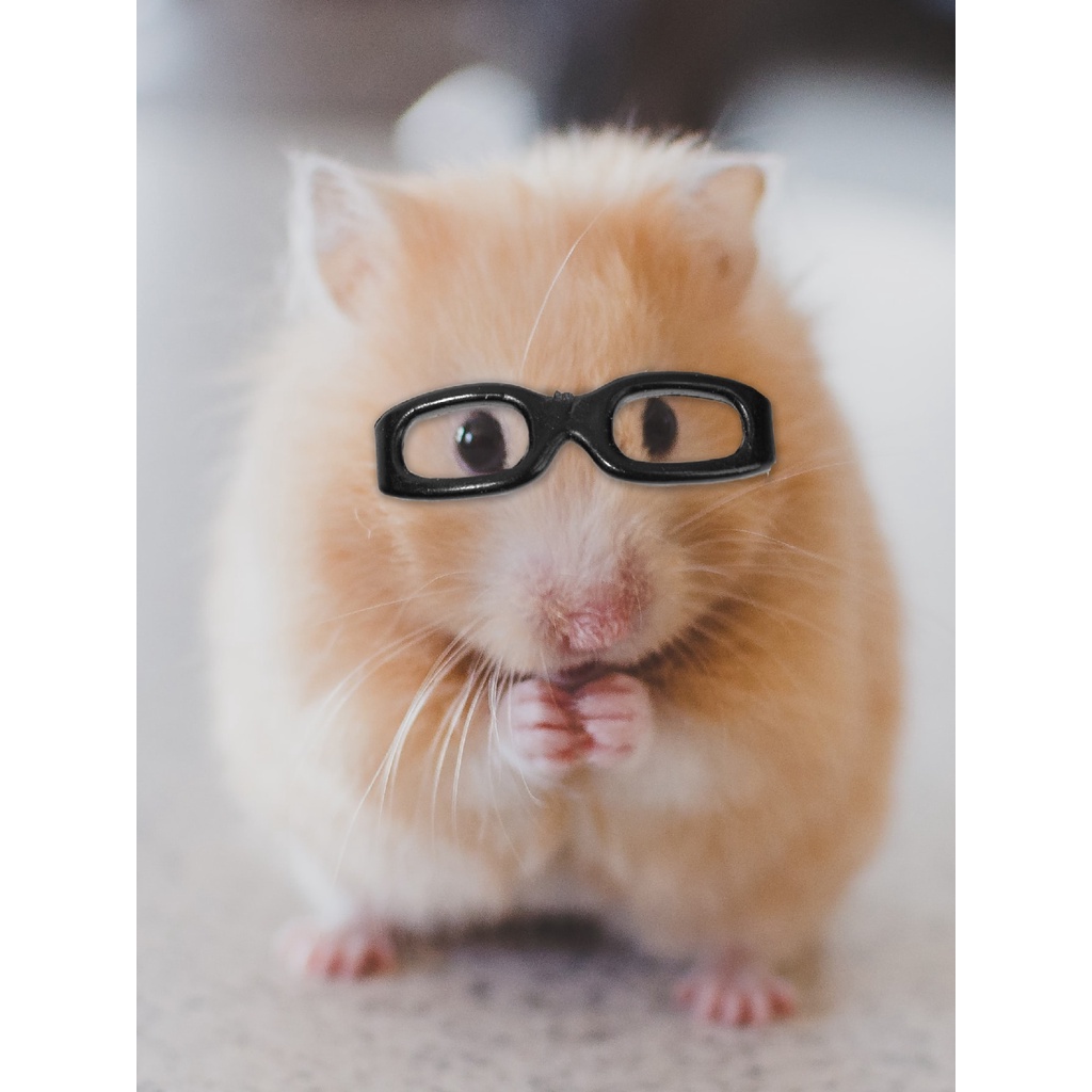 Kính đen cho hamster chụp ảnh