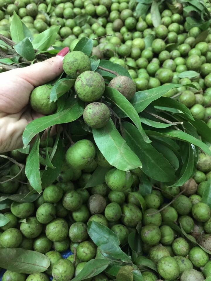 Hạt giống Cây Sấu - Gói 5 hạt