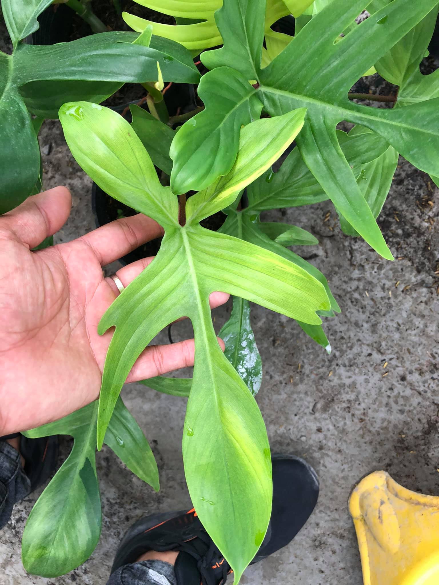 Cây trầu bà cánh én - Cây cảnh để bàn