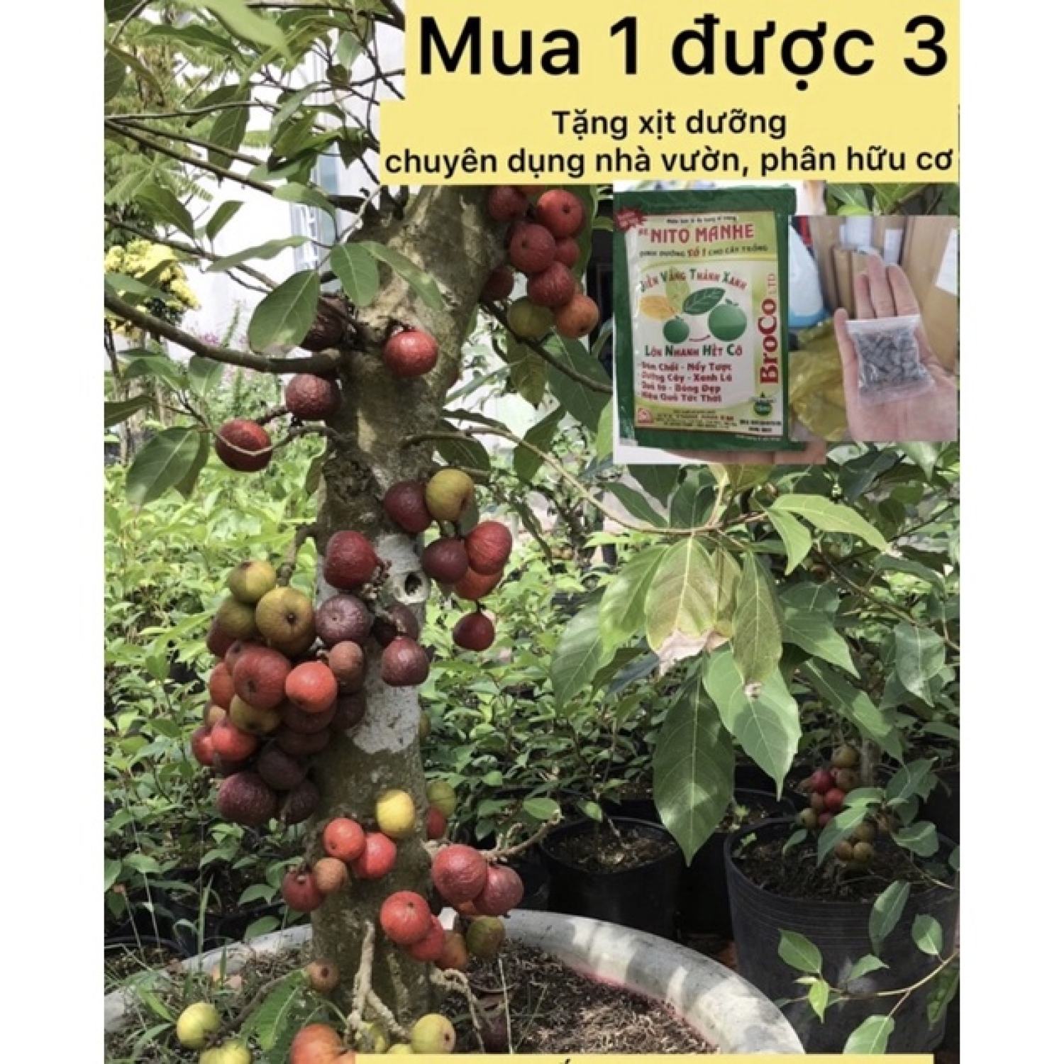 Cây sung Việt caykiengsadec cây ăn trái, cây kiểng