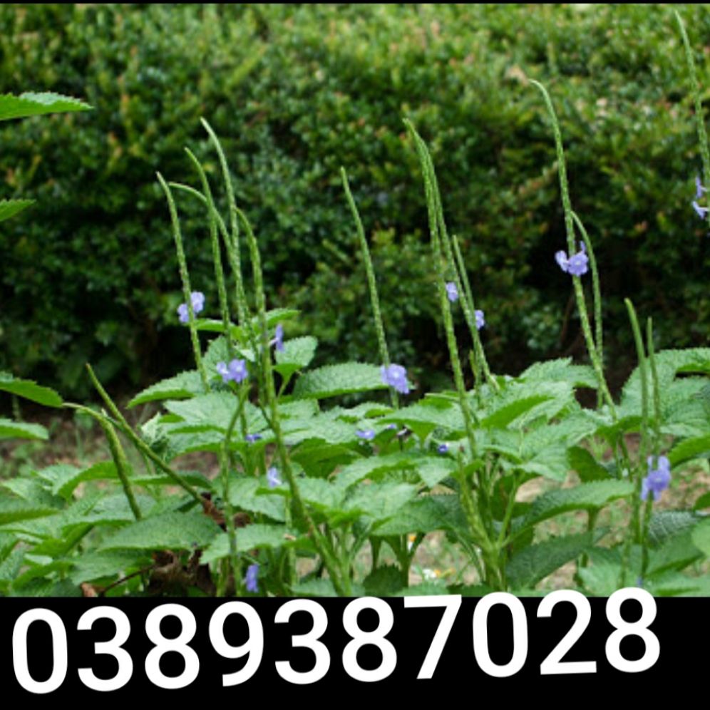 cây đuôi chuột giống,4 cây,cây roi ngựa