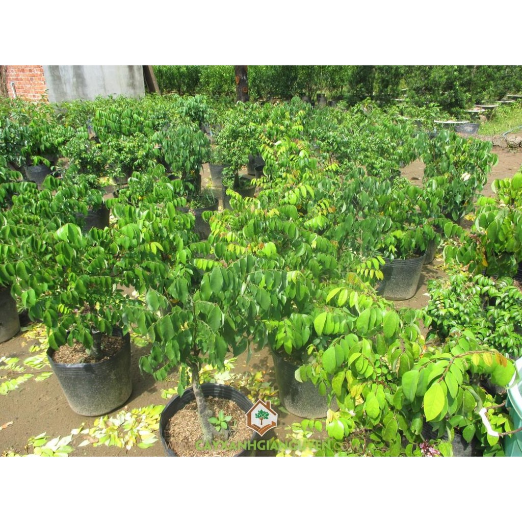 Cây khế ngọt - cây giống f1 siêu quả - cam kết giống chuẩn