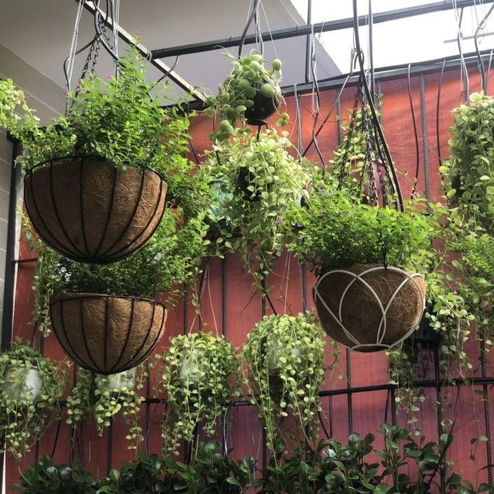 Chậu hoa xơ dừa treo tròn phi 29-30cm