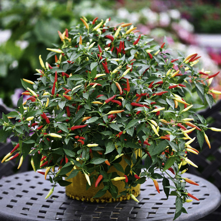 Hạt giống ớt chỉ thiên (gói 60 hạt)