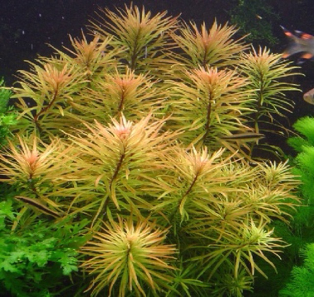 Fish tank ornament 12 tops
