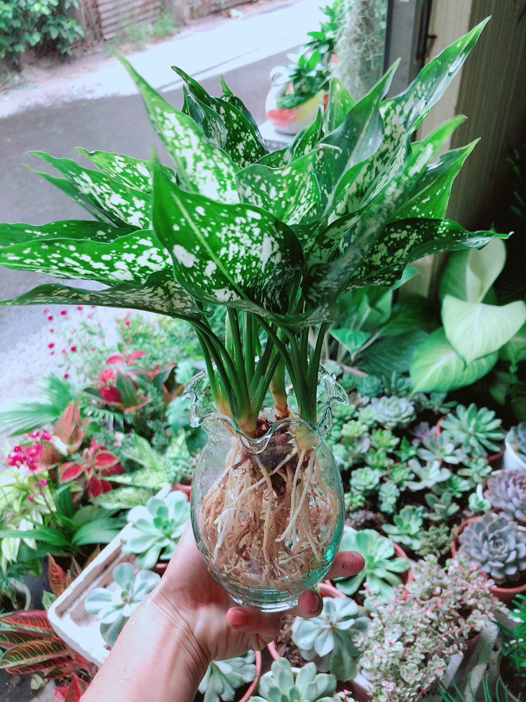 [HCM]Chậu Ngọc Ngân Thuỷ Sinh