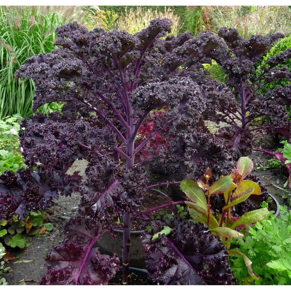 Hạt Giống Cải Xoăn Kale Tím Italy (Kale Đỏ) Dễ Trồng, Năng Suất Cao, Thu Hoạch Bền Lâu